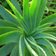 Aloe Vera (Barbadensis Miller)