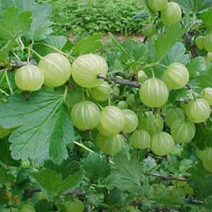 Amla (Indian Gooseberry) - Image