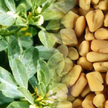 Fenugreek (Trigonella foenum graecum) - Image